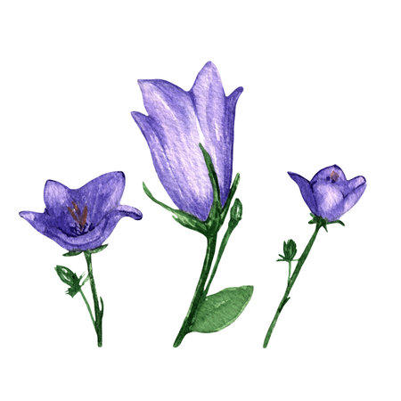 Campanula,branch with violet flower ballon Blume.Balloon flower,olatycodon,bluebells,Chinese bellflower.Set of three flowers campanula flowers open and close form.Hand-painted illuの写真素材