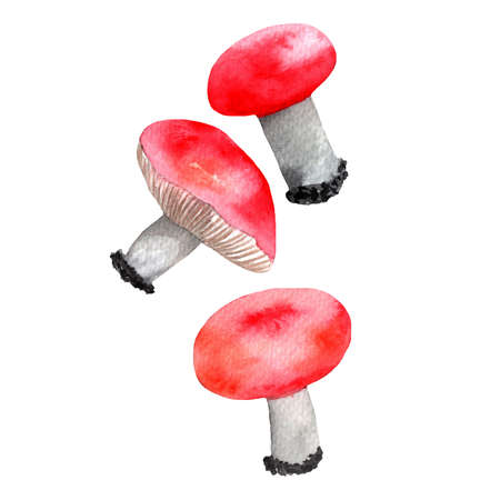 Mushrooms.Set of Russula.Watercolor hand-painted illustration on white background.の写真素材