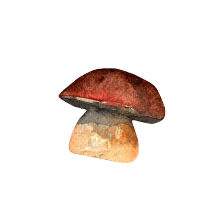 Mushrooms.Cep.Watercolor hand-painted illustration on white background.の写真素材