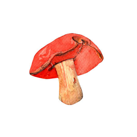 Mushrooms.Boletus.Watercolor hand-painted illustration on white background.の写真素材