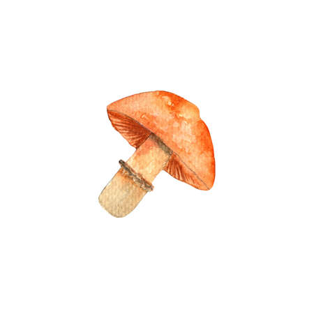 Cortinarius caperatus.Mushrooms.Watercolor hand-painted illustration on white background.の写真素材