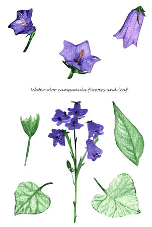 Set of Campanula flowers and leaf,purple flowers isolated on white background.For wrappers,wallpapers,postcards,greating cards,wedding invintation.の写真素材