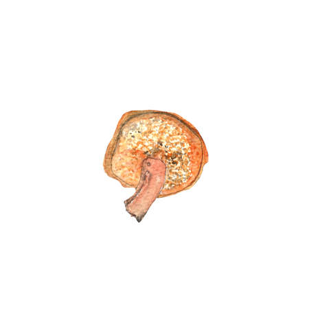 Suillus bovinus.Mushrooms.Watercolor hand painted illustration on white background.の写真素材