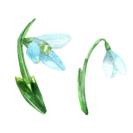 Set of three snowdrop flowers.Flowers for bouquets,wreaths,arrangements,wedding invintation,birthday,postcard,cards,anniversary,greetings.Botanical illustration.の写真素材