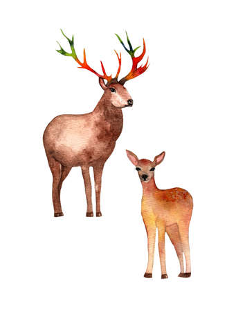 Watercolor deer wild forest set illustration hand drawn on white background.の写真素材