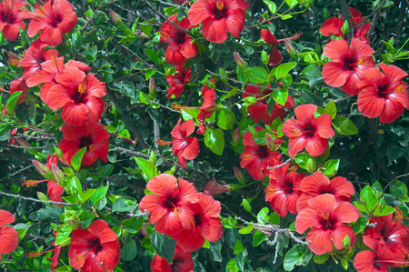 Tree with big red flowers, hibiscus, summer, Spainの写真素材