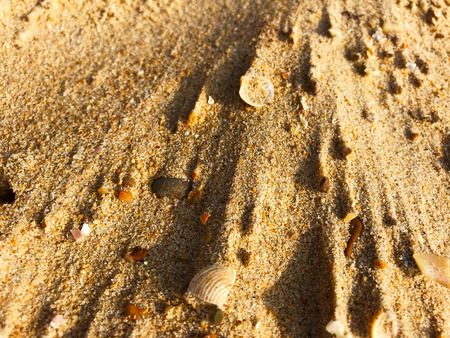 Sea sand and shells after wind, summer time