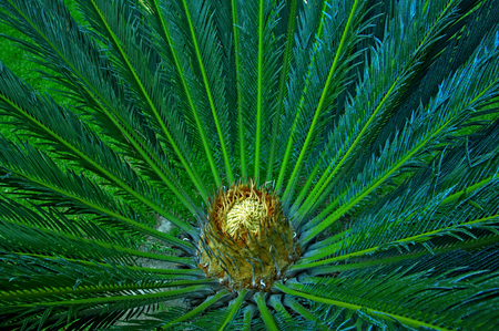 View from above on the top of crown of palm treeの写真素材