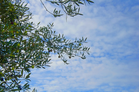 Olive tree branch in the blue sky backgroundの写真素材