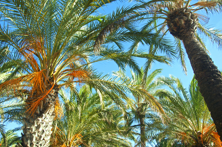 Palm trees with green and orange leaves and blue sky, view from bottomの写真素材