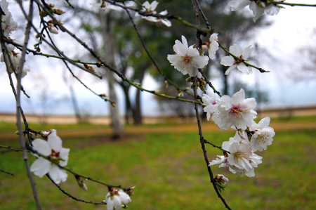 Almond tree branches with white flowers, spring, macroの写真素材