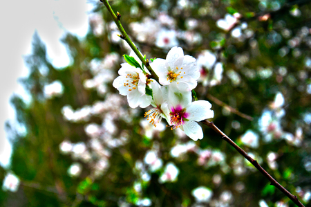 Branch of almond tree with four big white flowers, spring, close upの写真素材