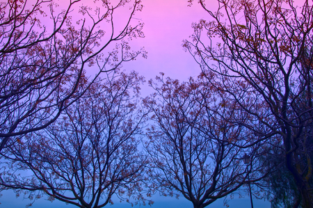 Trees with many branches, violet and blue sky, winter, Spainの写真素材