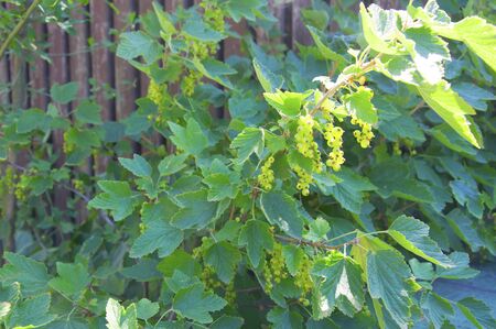 Green unripe black currant berries, blackberry bush, summerの写真素材