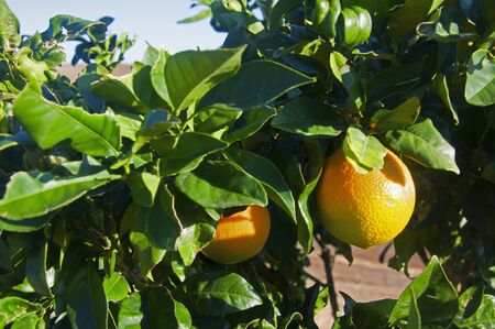 Two sunny orange fruits on the tree, sunny autumn day, Andalusia, Spainの写真素材
