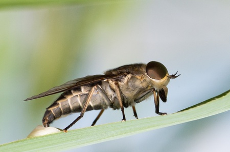 Chrysopsの写真素材