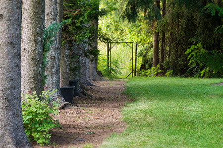 Spruce avenue and path leading to the gate