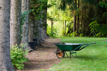 Spruce avenue and wheelbarrow placed on the pathの写真素材