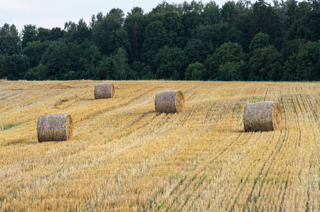 Several baleの写真素材
