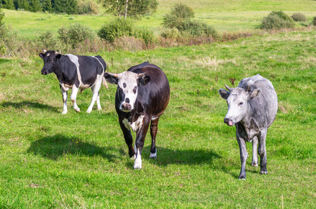 Several bulls standing on the green fieldの写真素材