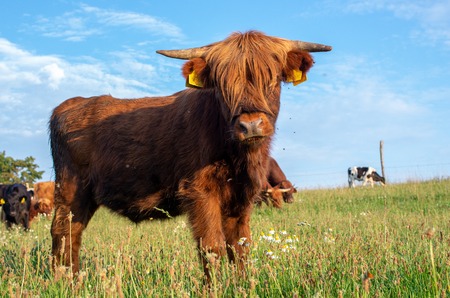 Scottish highland cattle (Bos primigenius taurus). Domestic animal.