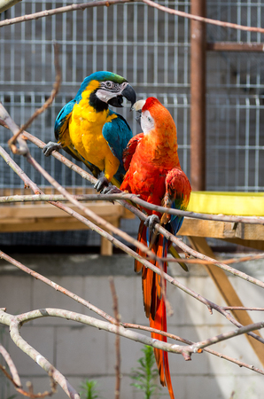 Two bright parrots Ara sitting on a tree branch in the zooの写真素材