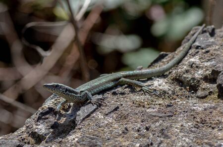 The lizard sits on a under the sun on a dark background.の写真素材