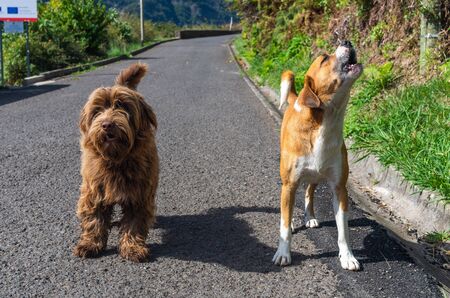 Two dogs on the street. The same ages, same size of the dogsの写真素材