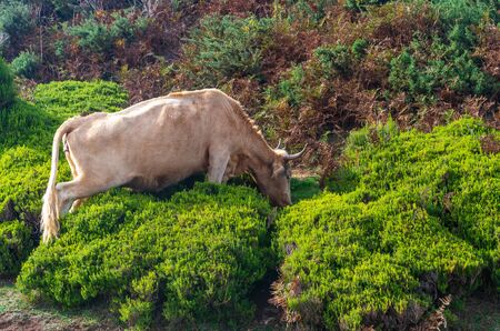 Cow standing in mountains region od Madeira islandの写真素材