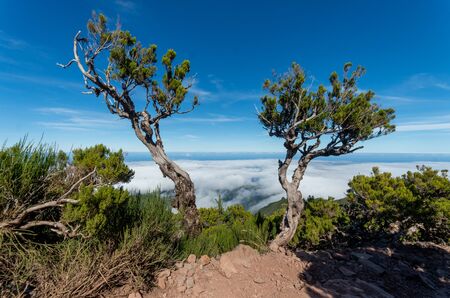 The poor trees growing by the path from Pico Arieiro to Pico Ruivo, Madeira.の写真素材