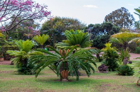 Botanical garden Monte, Funchal, Madeira island, Portugalの写真素材