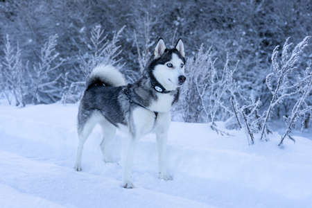 A dog breed Husky stands in the snow and looks far away
