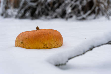 The orange pumpkin placed in the snowの写真素材
