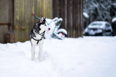 Siberian husky standing in the yard and looking somewhere