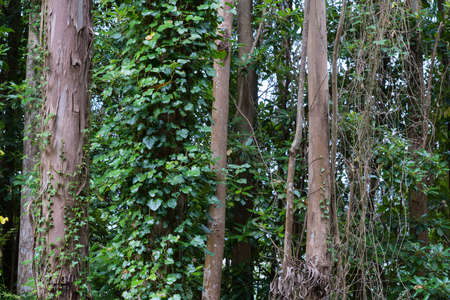 Common Ivy clinging on a tree trunk in the forest. Madeira ilsand.