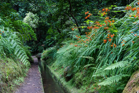 Hiking path in the forest by Levada do Rei, also known as Kings Levada. Madeira island, Portugal.の写真素材