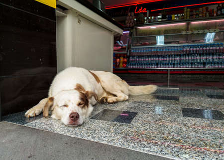 Madeira / Portugal - July 12 2021. Sleeping dogs lie in the entrance to the market in Funchal.の写真素材
