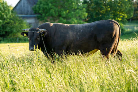 Portrait of a large beautiful bull, brown in color, standing in a field.の写真素材