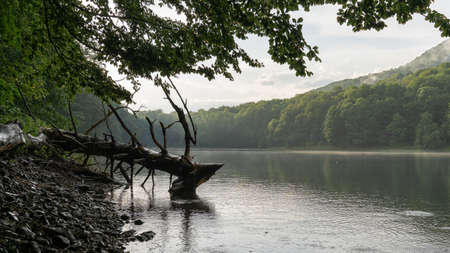 Biogradsko lake in the national park Biogradska Gora, Montenegro