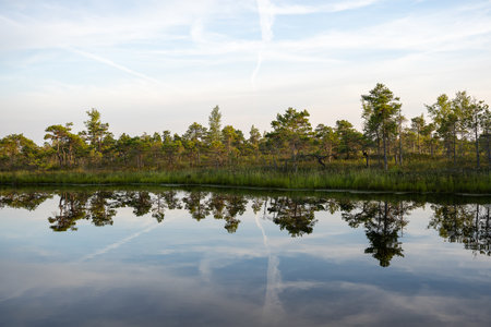Swamp in Kemeri National Park in Jurmala, Latvia.の写真素材