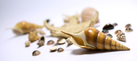 Composition of sea shells on a light gradient backgroundの写真素材