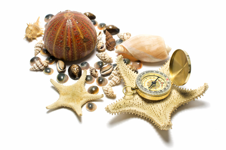 Composition of sea shells and compass on a white backgroundの写真素材