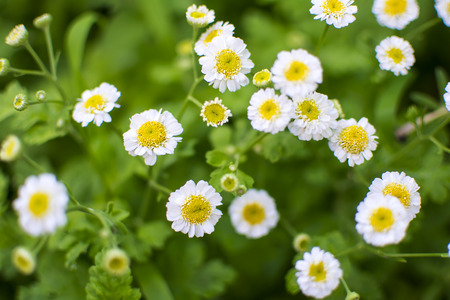 Flowers chamomile on a blurred backgroundの写真素材
