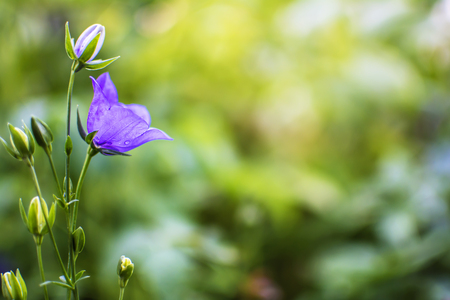Bell flower with soft focusの写真素材