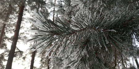 Close-up photo. A spruce branch covered with frost on a frosty morning.