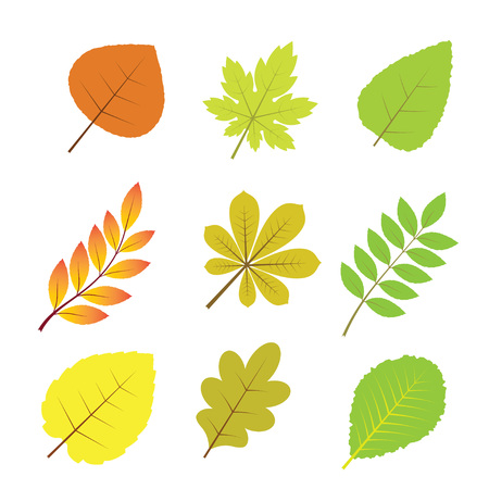 Autumn leaves.Isolated on white background. Vector illustration. Autumn decoration.のイラスト素材