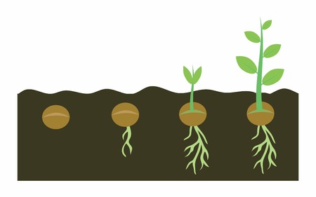 plants growing with planting process, germination pea seeds in soilのイラスト素材