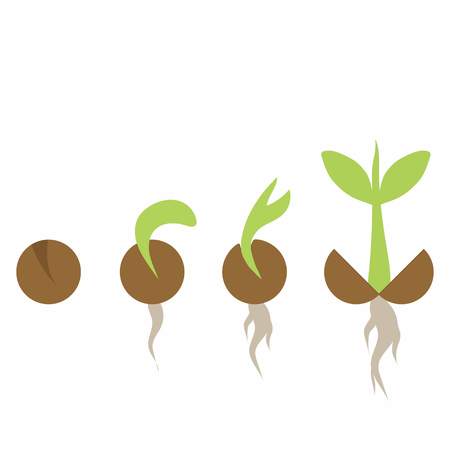 Set of illustrations with phases plant growth, plant seedling growing in soilのイラスト素材