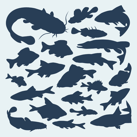 Silhouettes of common river fish. Vector illustrationのイラスト素材