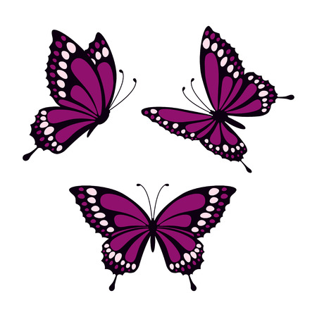 Set with three purple butterflies isolated on white background, butterflies in direct, angular and lateral angles.のイラスト素材
